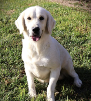 Waglers Miss Marley